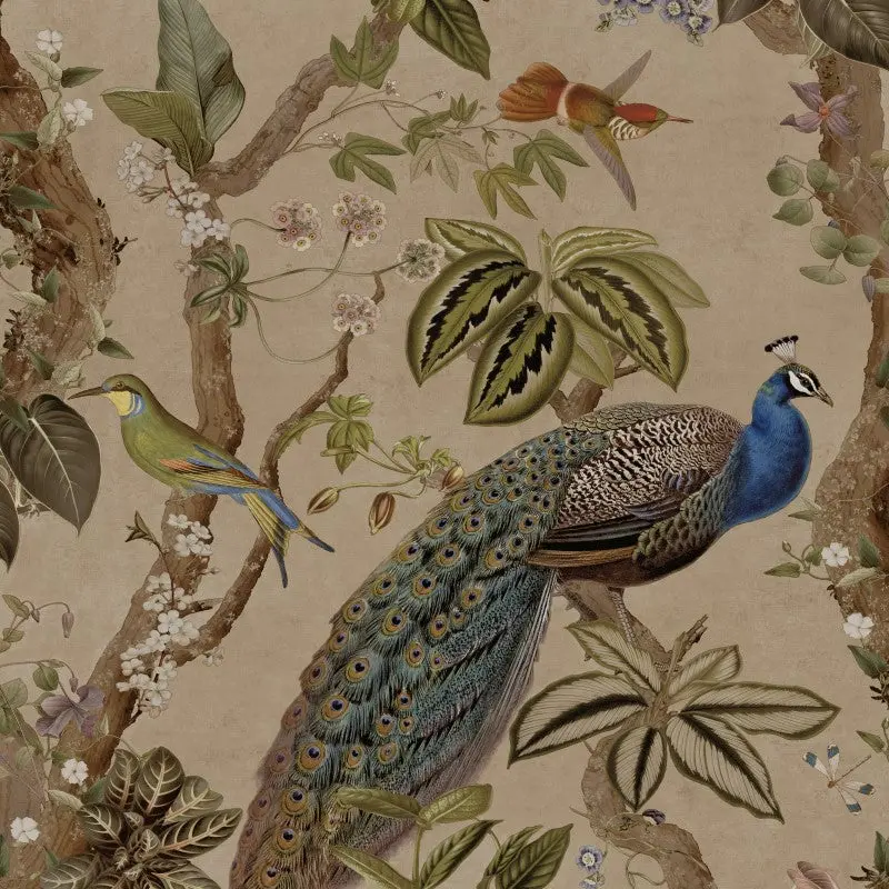 Cassia Peacock Wallpaper 1