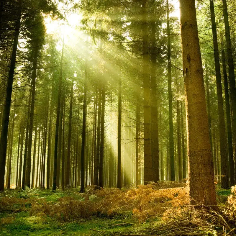 Origin Spruce Forest Wall Mural 1
