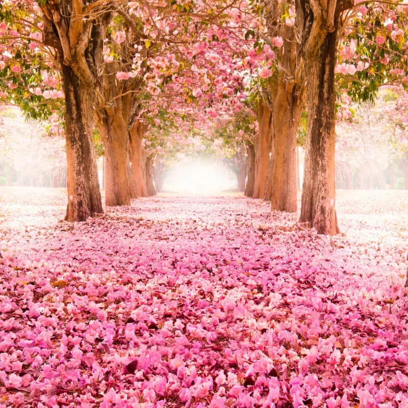 Origin Blossom Trees Wall Mural Rose Pink 1